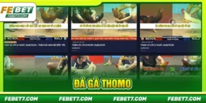 Đá Gà Thomo FEBET - Sân Chơi Gà Đá Đỉnh Cao, Kèo Ăn Đậm